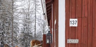 Wintervakantie in Lappeenranta & Imatra bij het Saimaa meer (complete reisroute voor 1 week) De paardenslee staat al klaar bij de stal