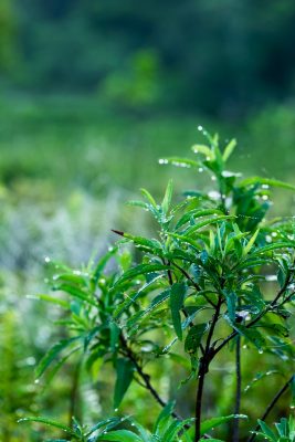 Dauw in het regenwoud van Sri Lanka
