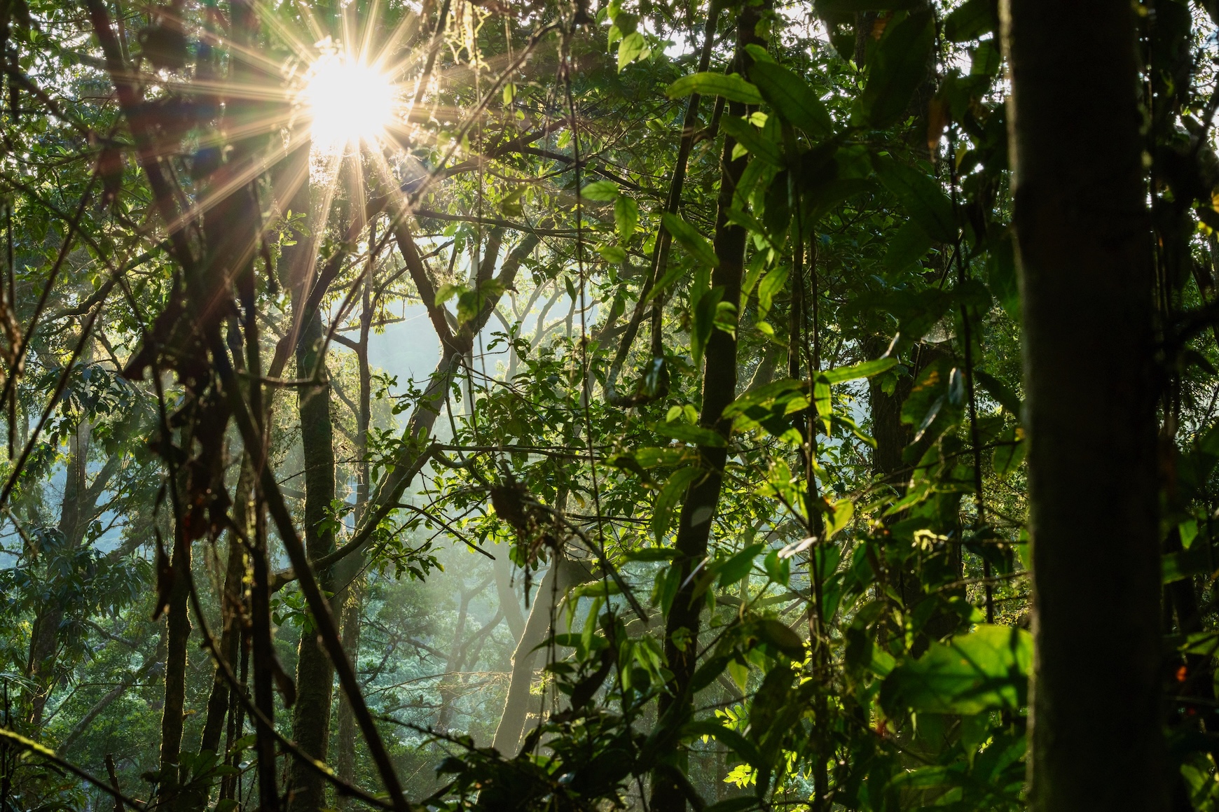 Zonsopkomst in het Sinharaja regenwoud