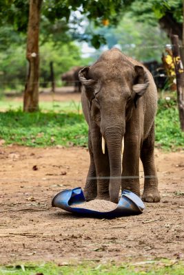 Elephant Transit Home Udawalawe olifant eet krachtvoer