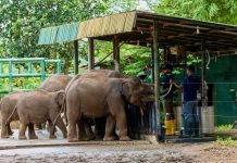 Elephant Transit Home Udawalawe: het eerlijke verhaal achter Sri Lanka’s olifantenopvang Olifanten weeshuis in Sri Lanka