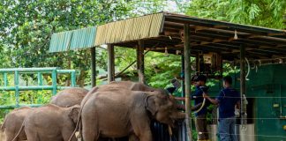 Elephant Transit Home Udawalawe: het eerlijke verhaal achter Sri Lankaās olifantenopvang Olifanten weeshuis in Sri Lanka