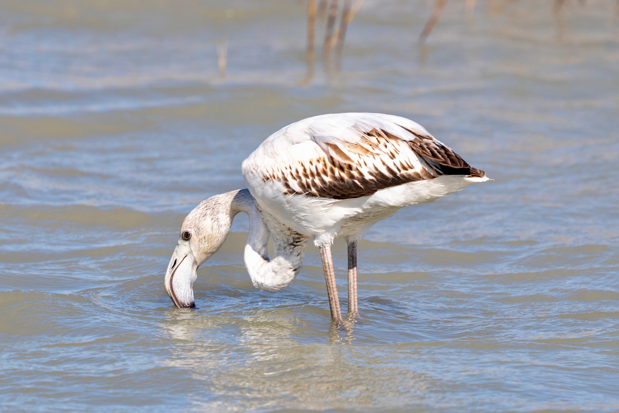 Een flamingo in het pink Lake bij Murcia