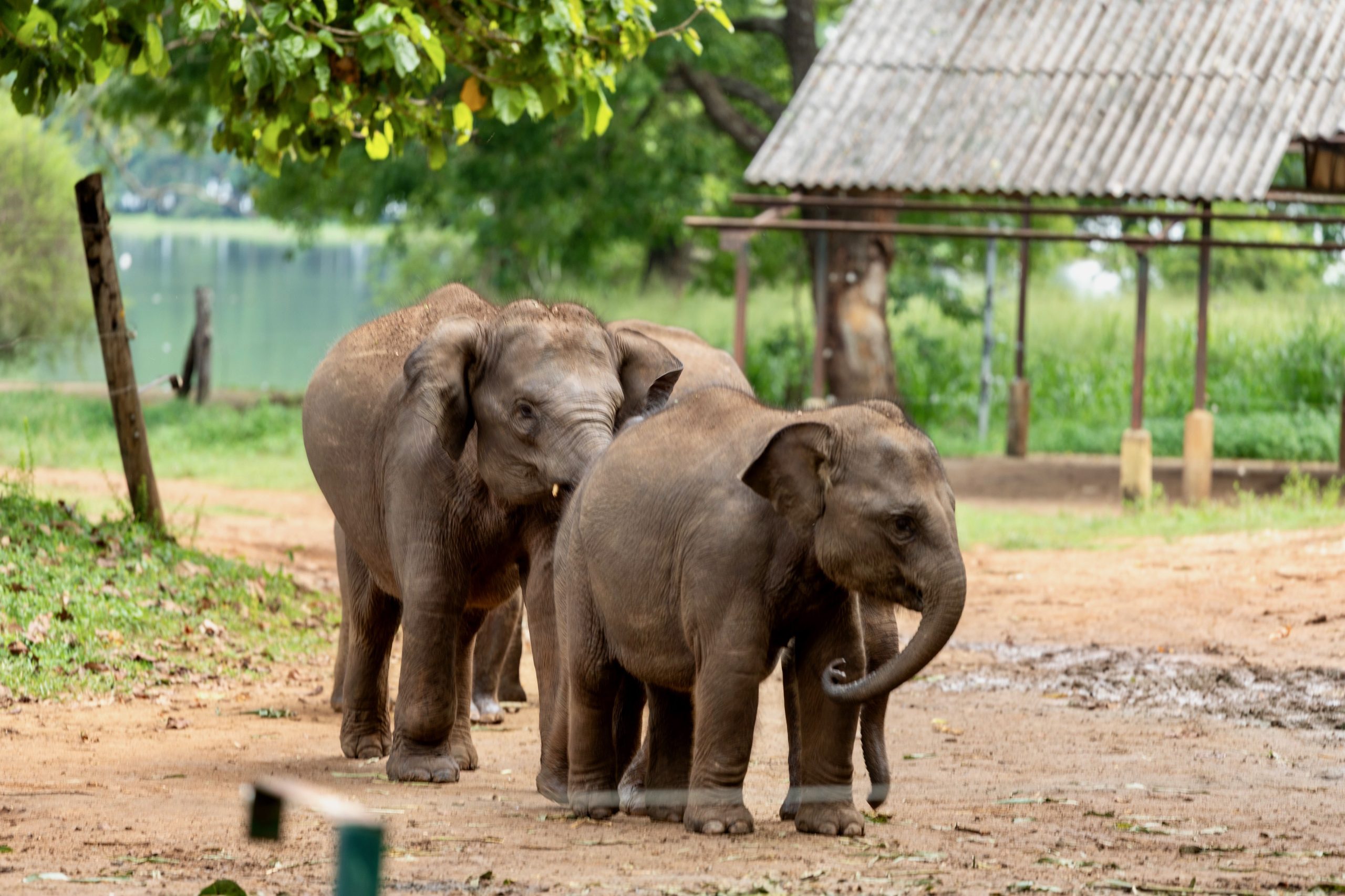 olifanten die aan het eten zijn in het transit home