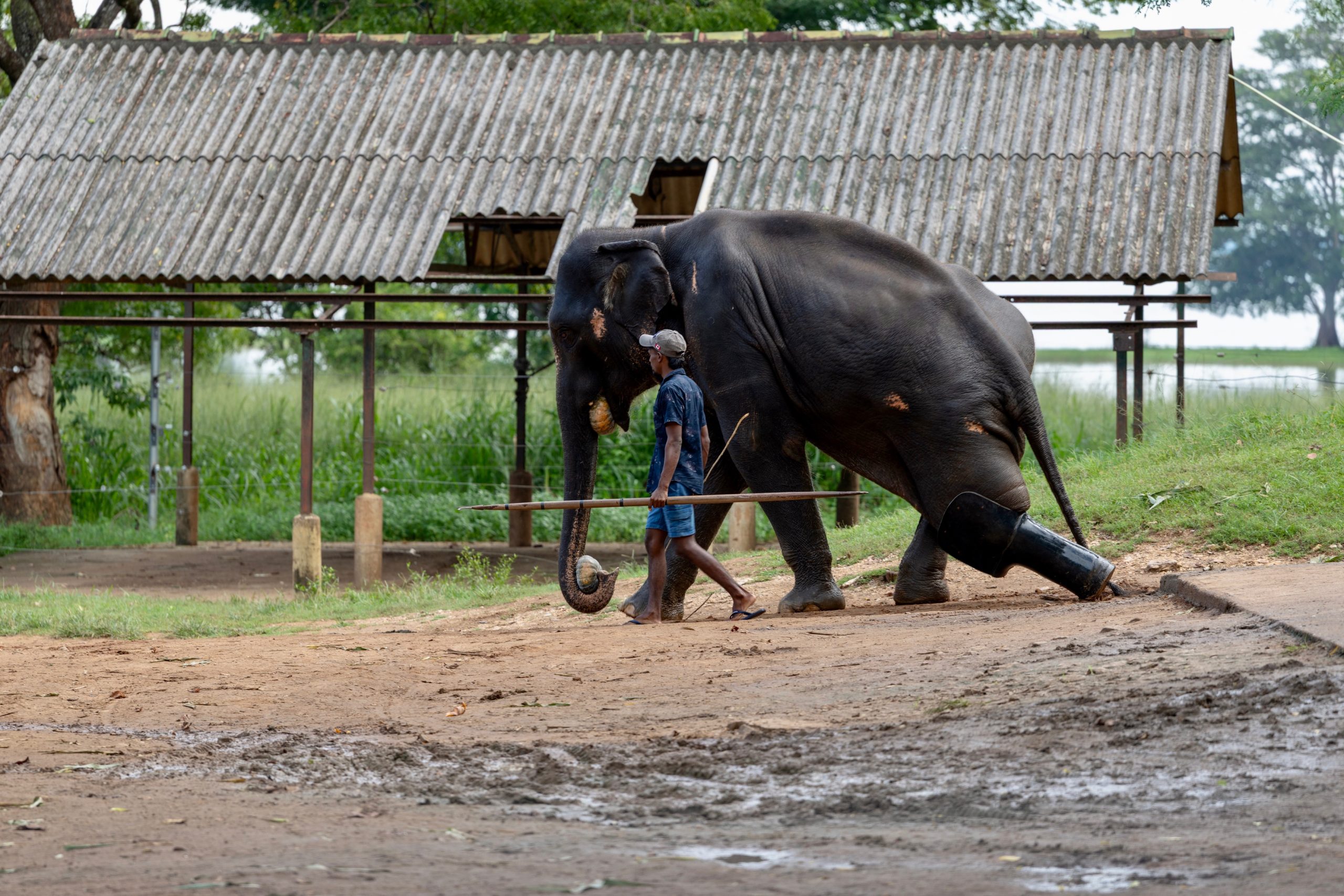 Een oude olifant met manke poot bij het olifanten weeshuis in Sri Lanka