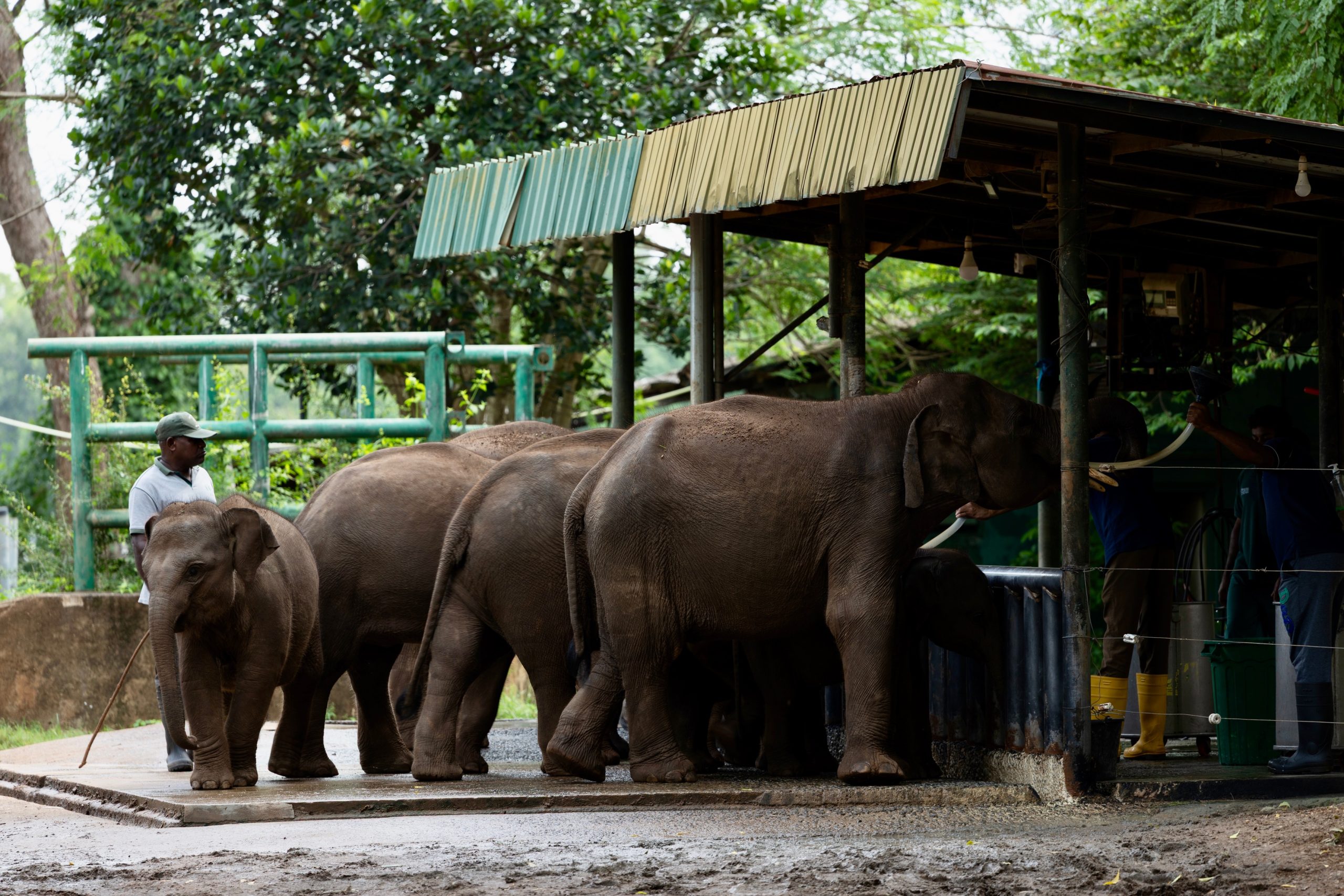 voedermoment van de olifanten