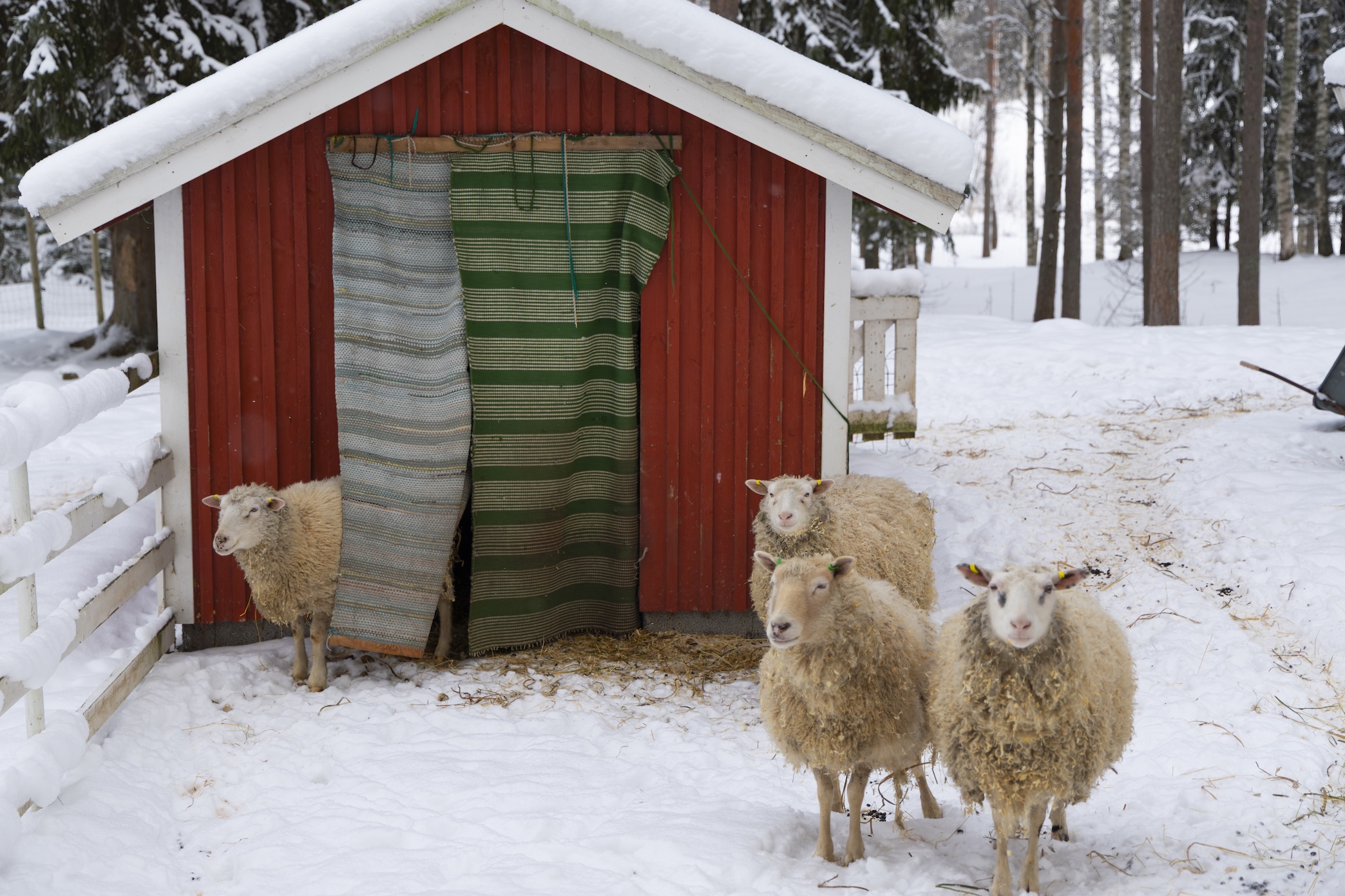 Schaapjes bij hotel in Zuid-Kareliƫ