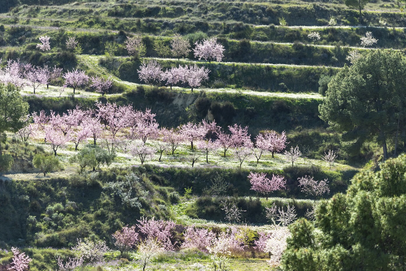 De amandelbloesem onderweg naar Barrancos de Gebas