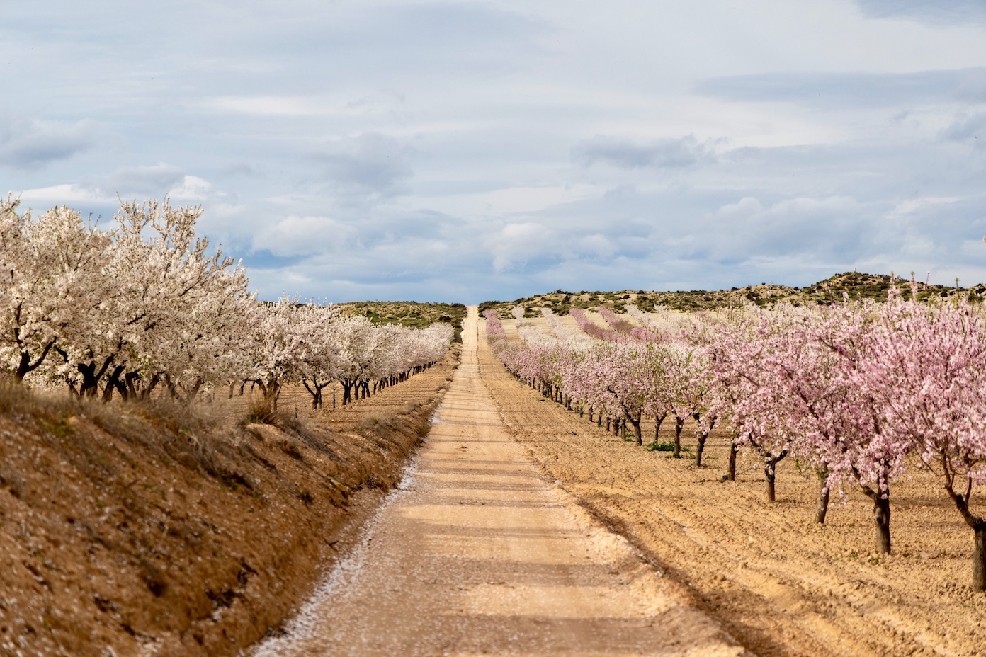 Amandelbloesem in Murcia