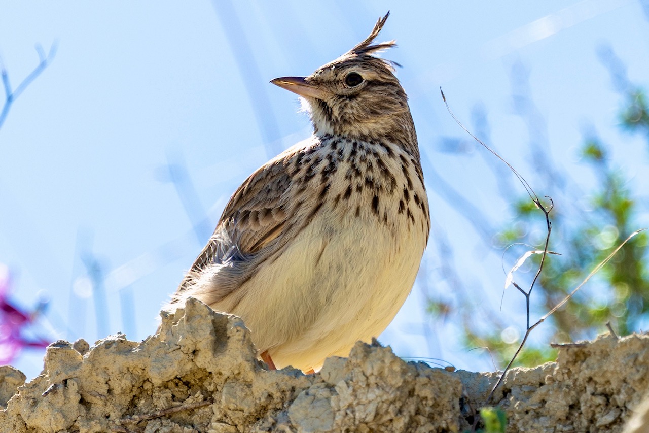 Een kuifleeuwerik in de natuur bij Murcia