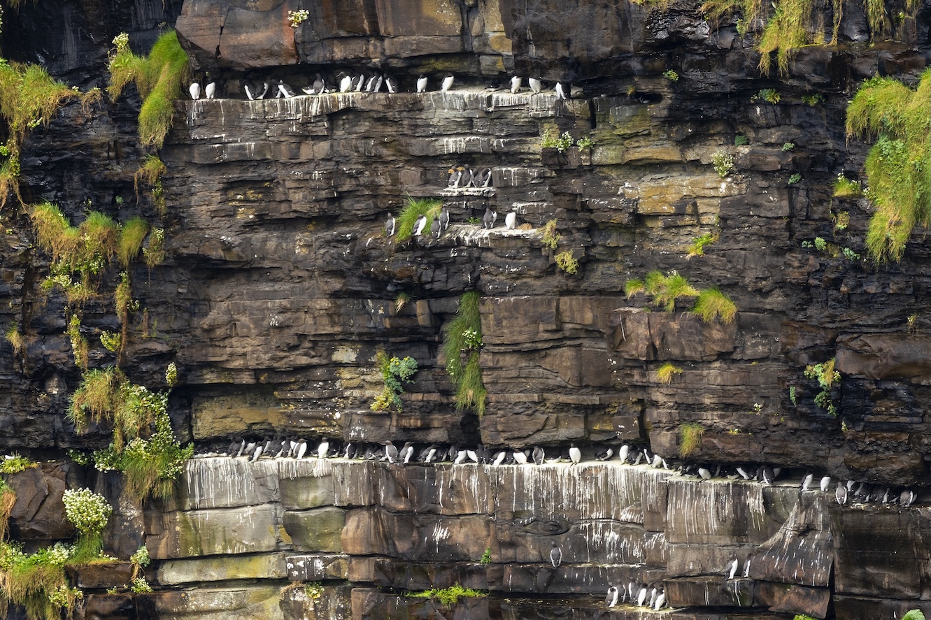 Zeekoeten en andere vogels bij de Cliffs of Moher