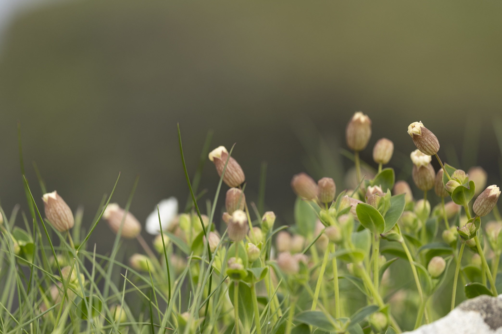 bloemen bij de kliffen van Moher