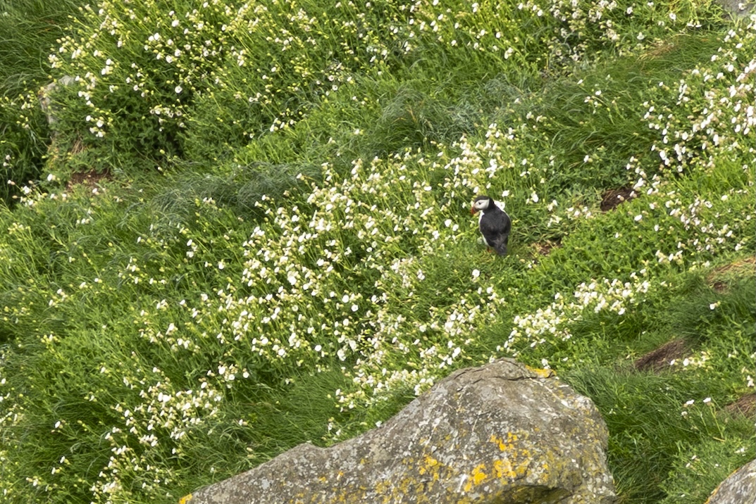 Een papegaaiduiker bij de kliffen van Moher
