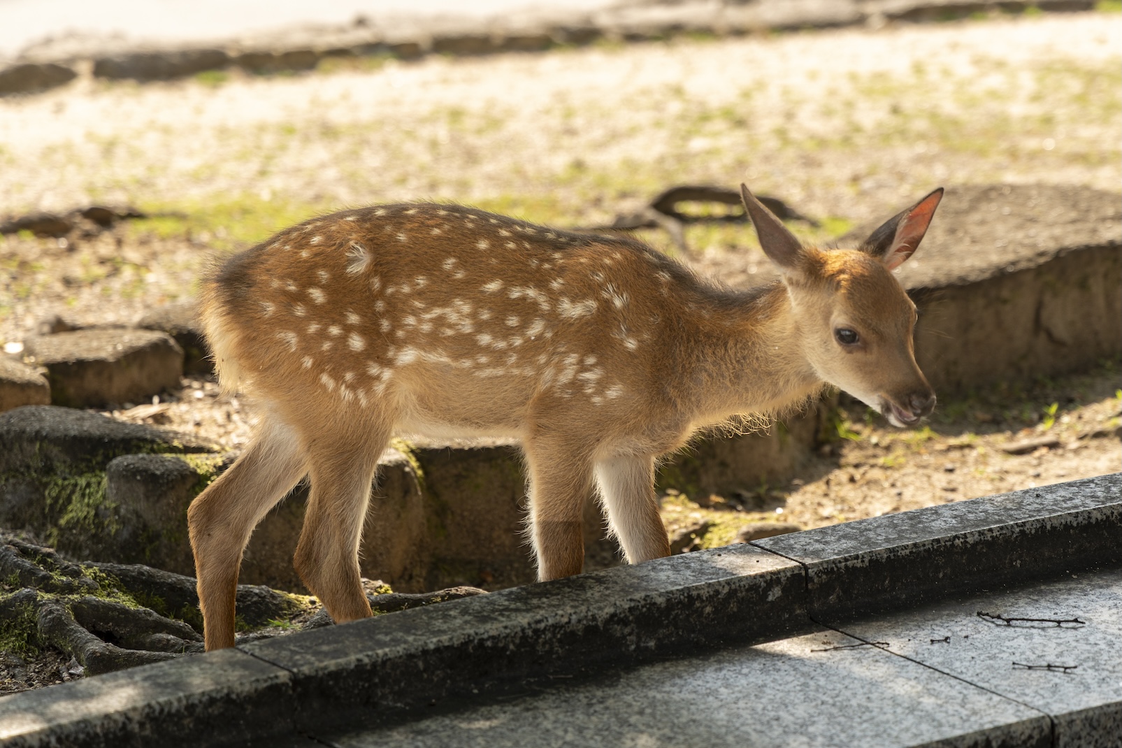 een hertje op Miyajima