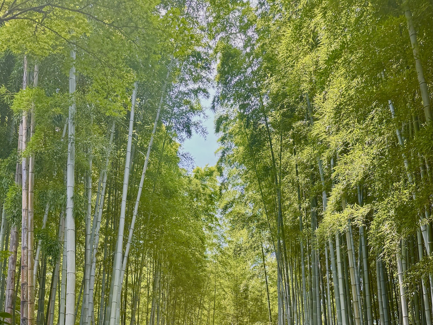 De toppen van de bamboe bomen in het bamboebos in Kyoto