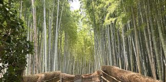 Chikurin Bamboo Forest rustig bos