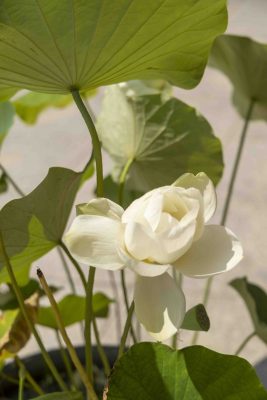 mooie witte bloem in Uji