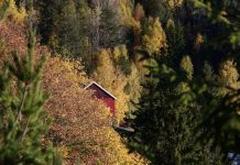 Leuke (bos)huisjes in Nederland: bijzondere huisjes midden in de natuur huisje