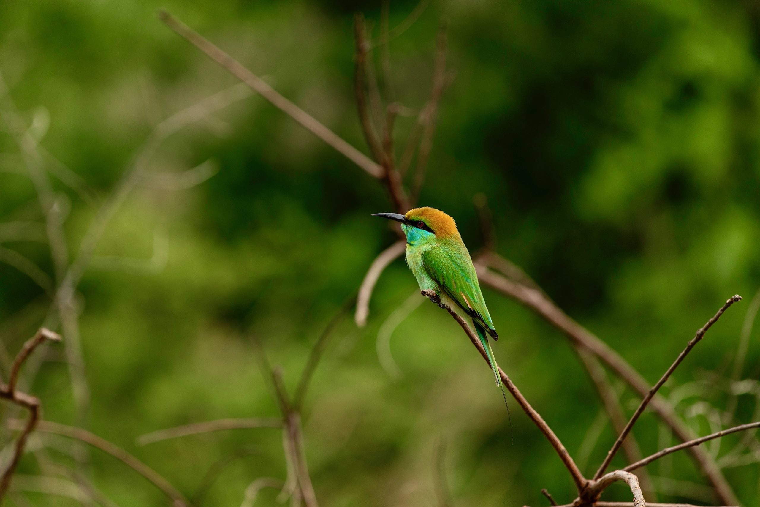 Bijeneter in National Park Udawalawe in Sri Lanka