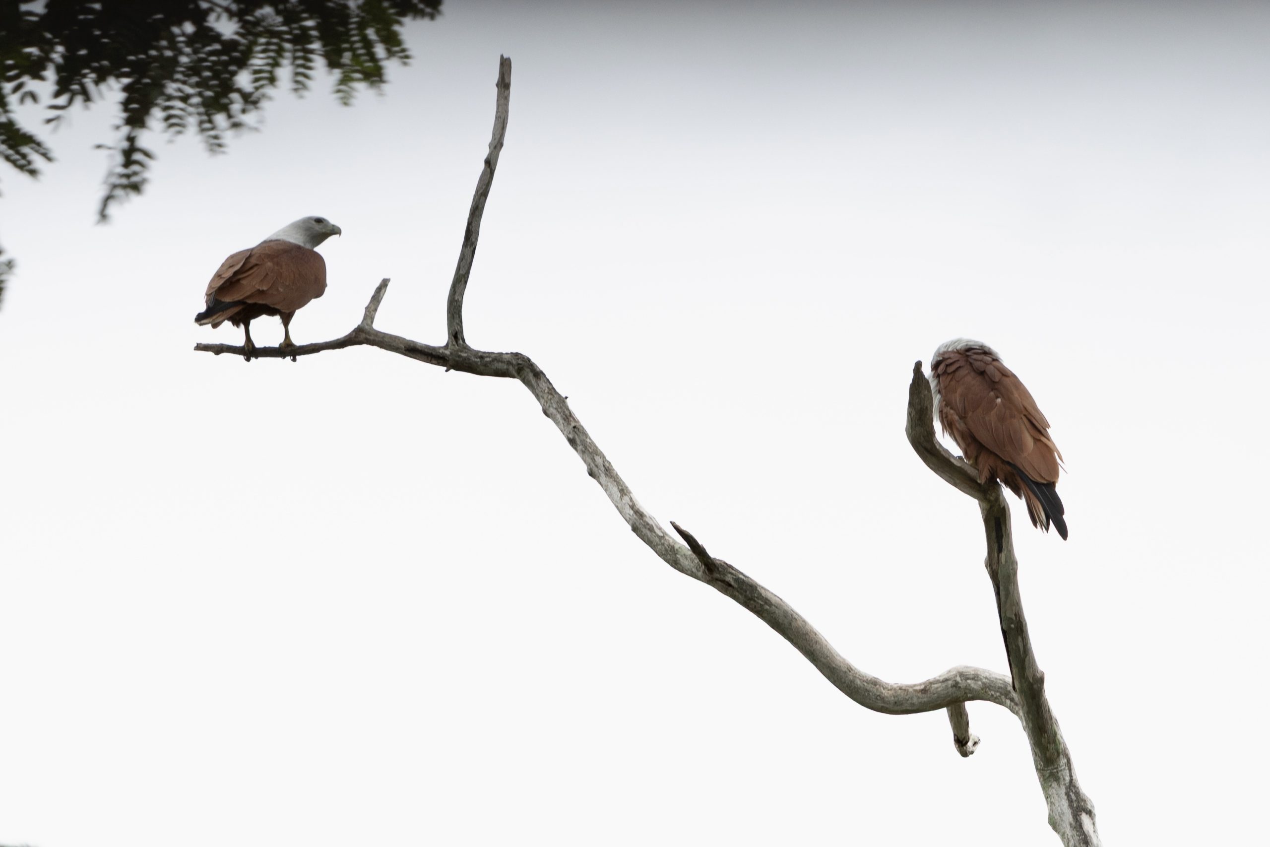 Brahmaanse wouw, twee stuks in de boom