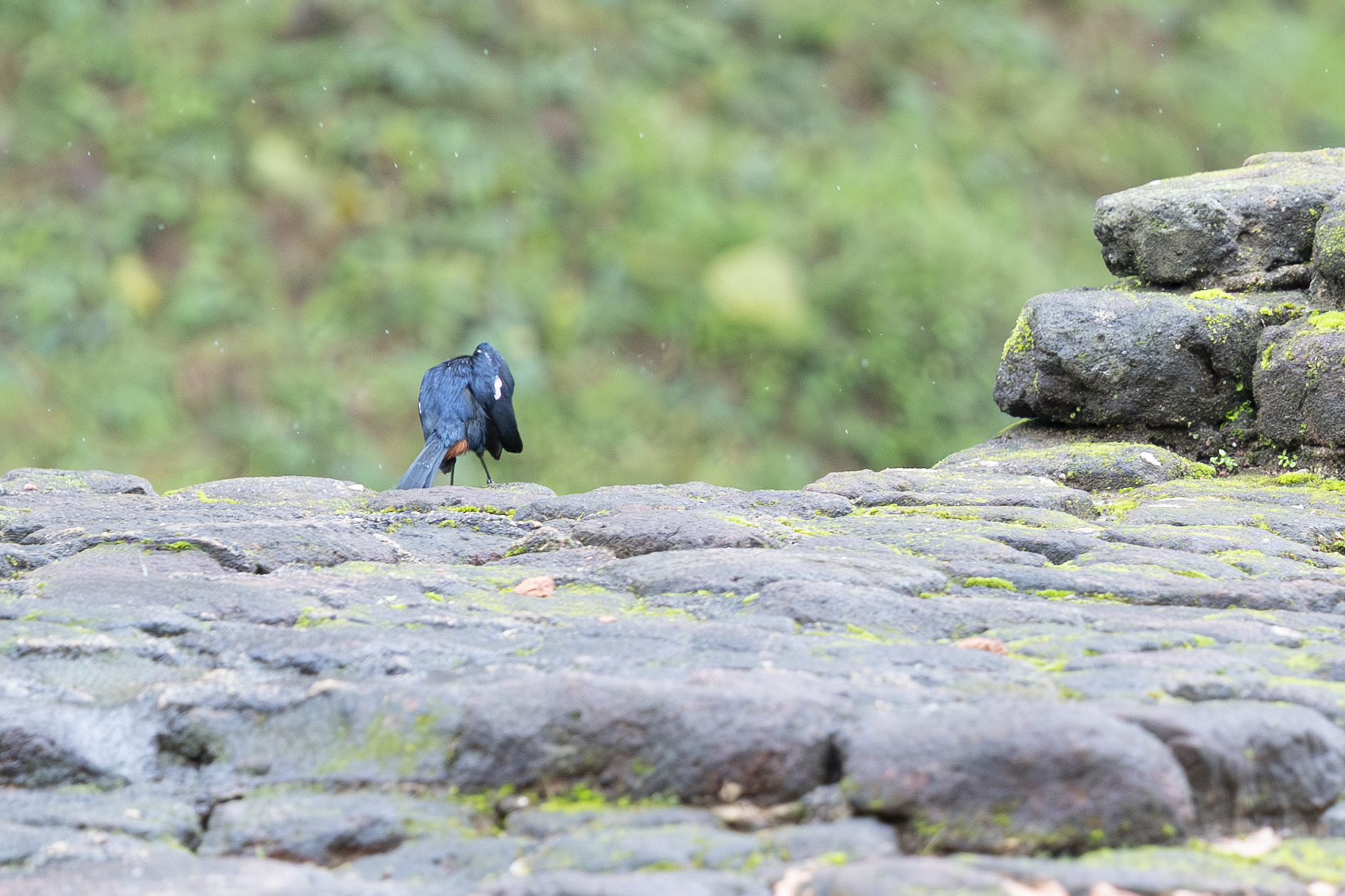 Een Indian Robin die zich wast, van achteren gezien