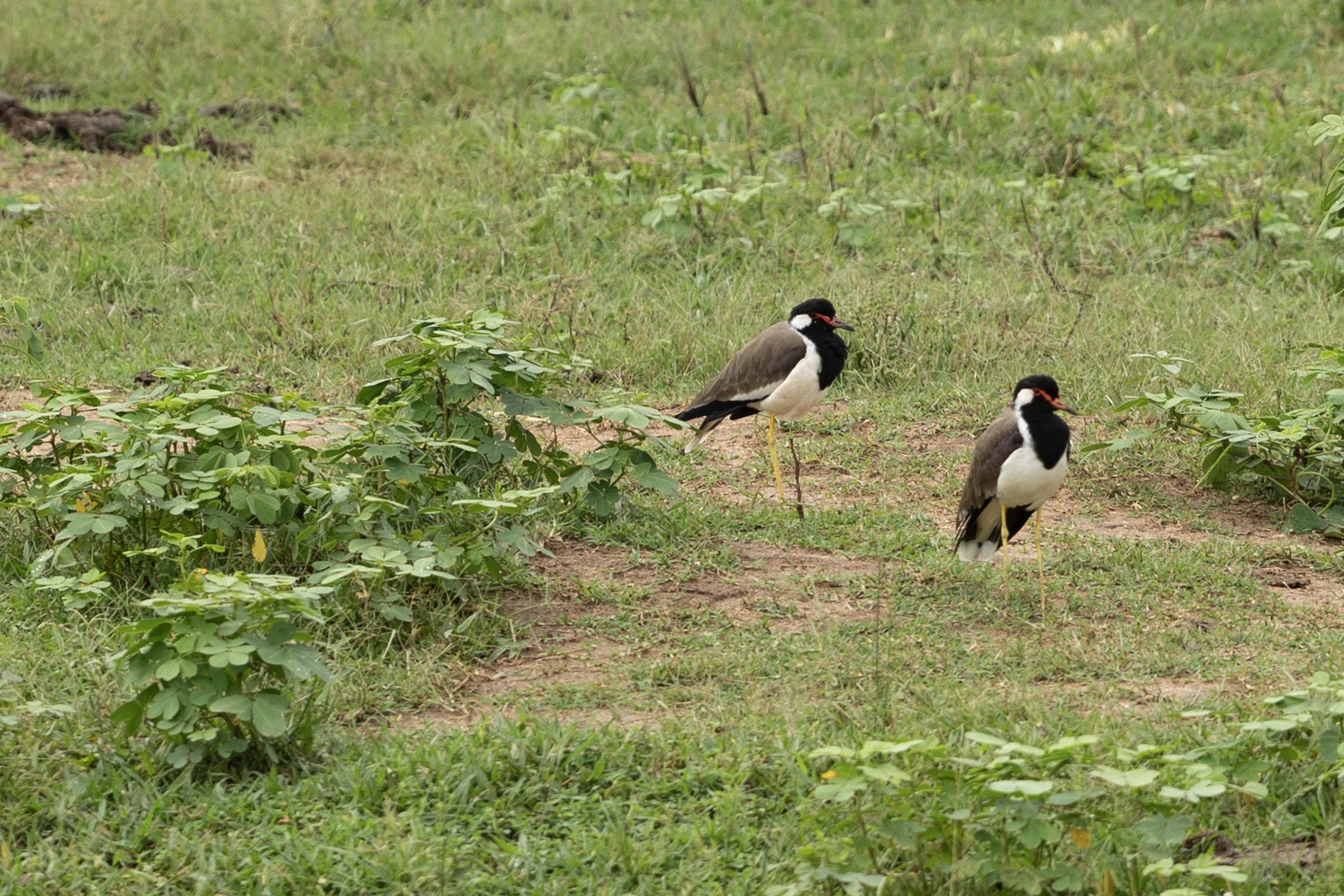 Twee Indische kieviten in het gras