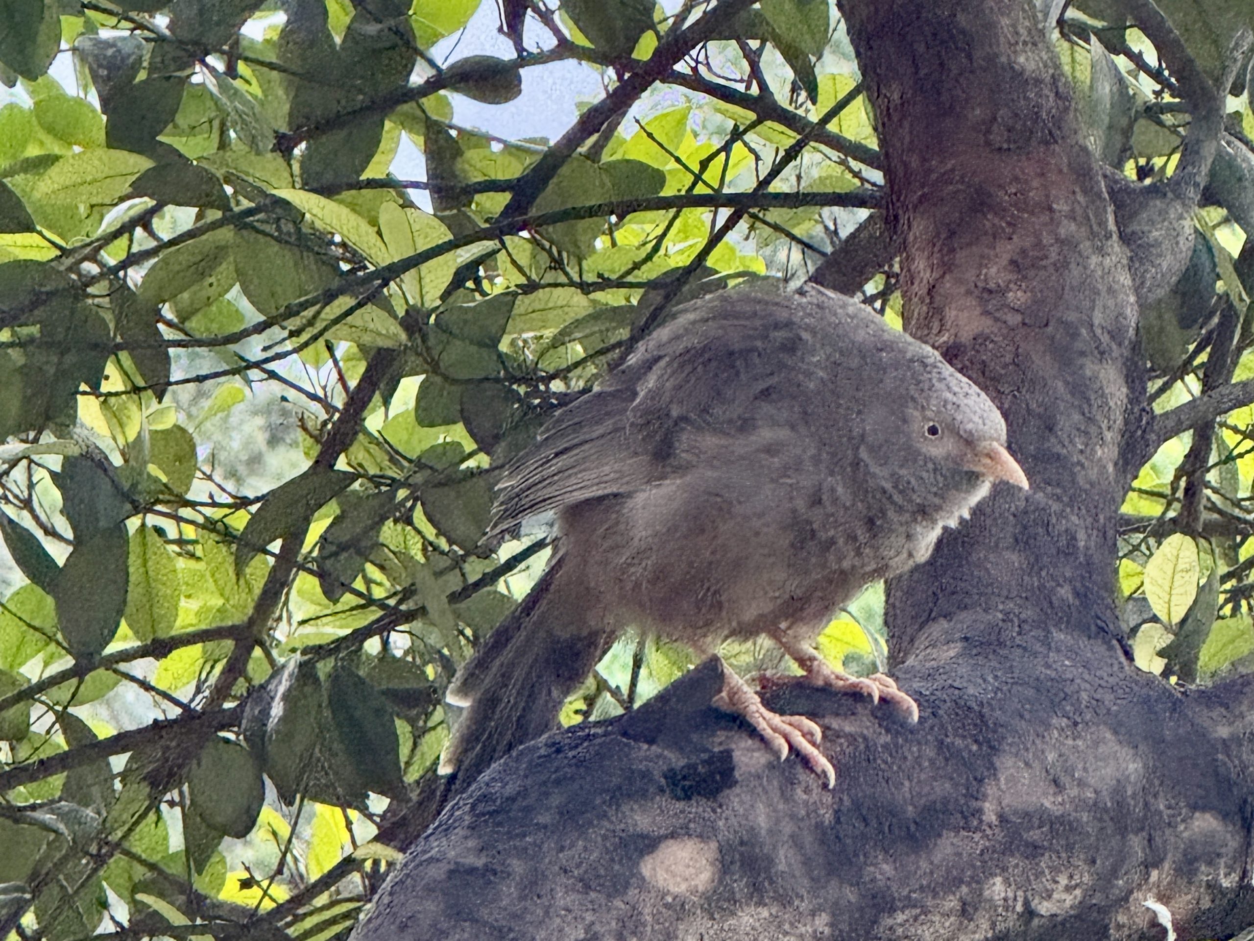 De Jungle Babbelaar in een boom