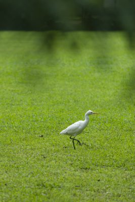 Een koereiger in een open veld