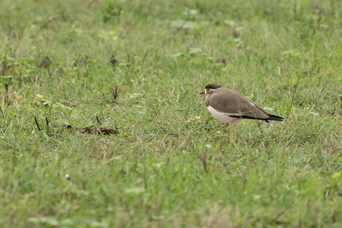 Een Malabarkievit in het gras