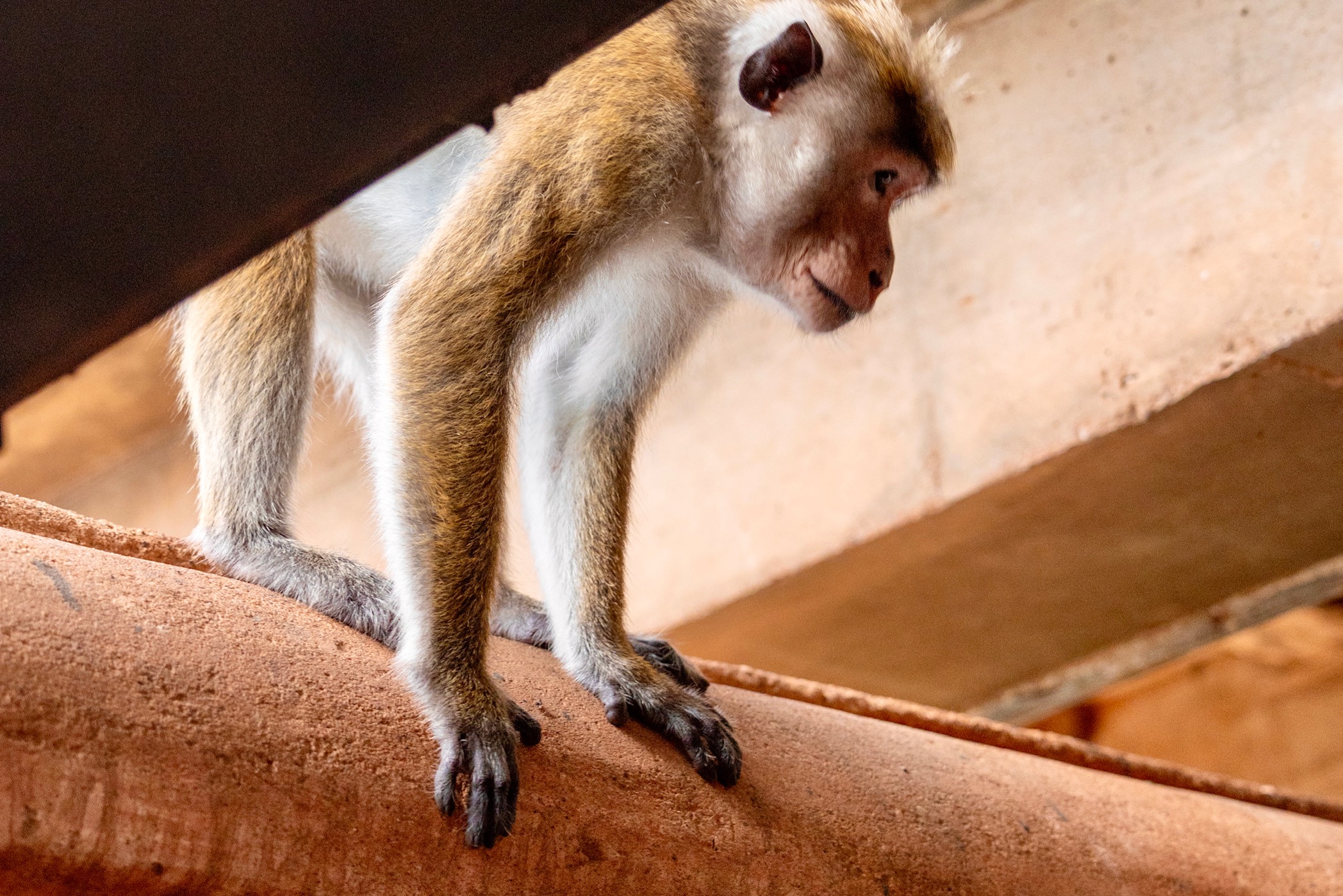 Aapje bij Lion Rock Sri Lanka