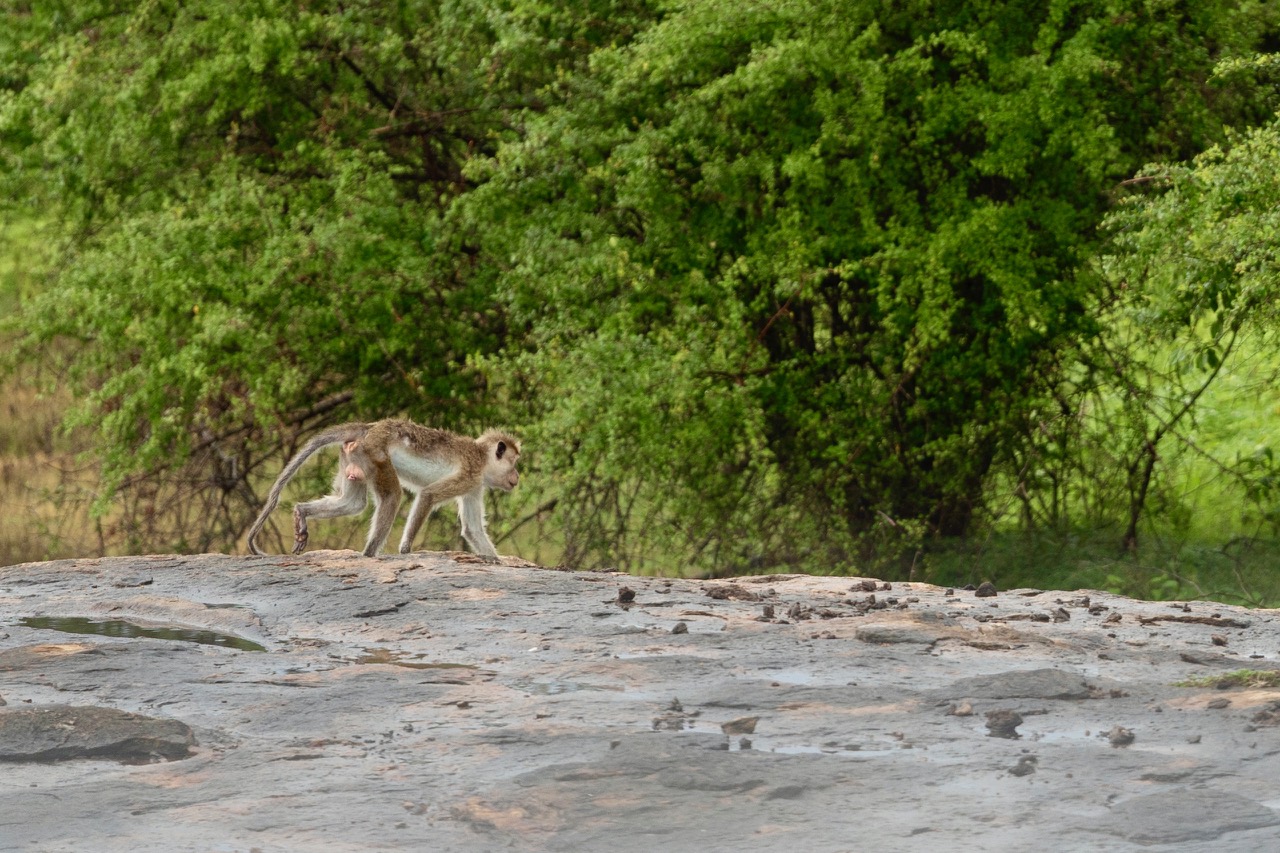 een aap rent snel weg in Udawalawe NP