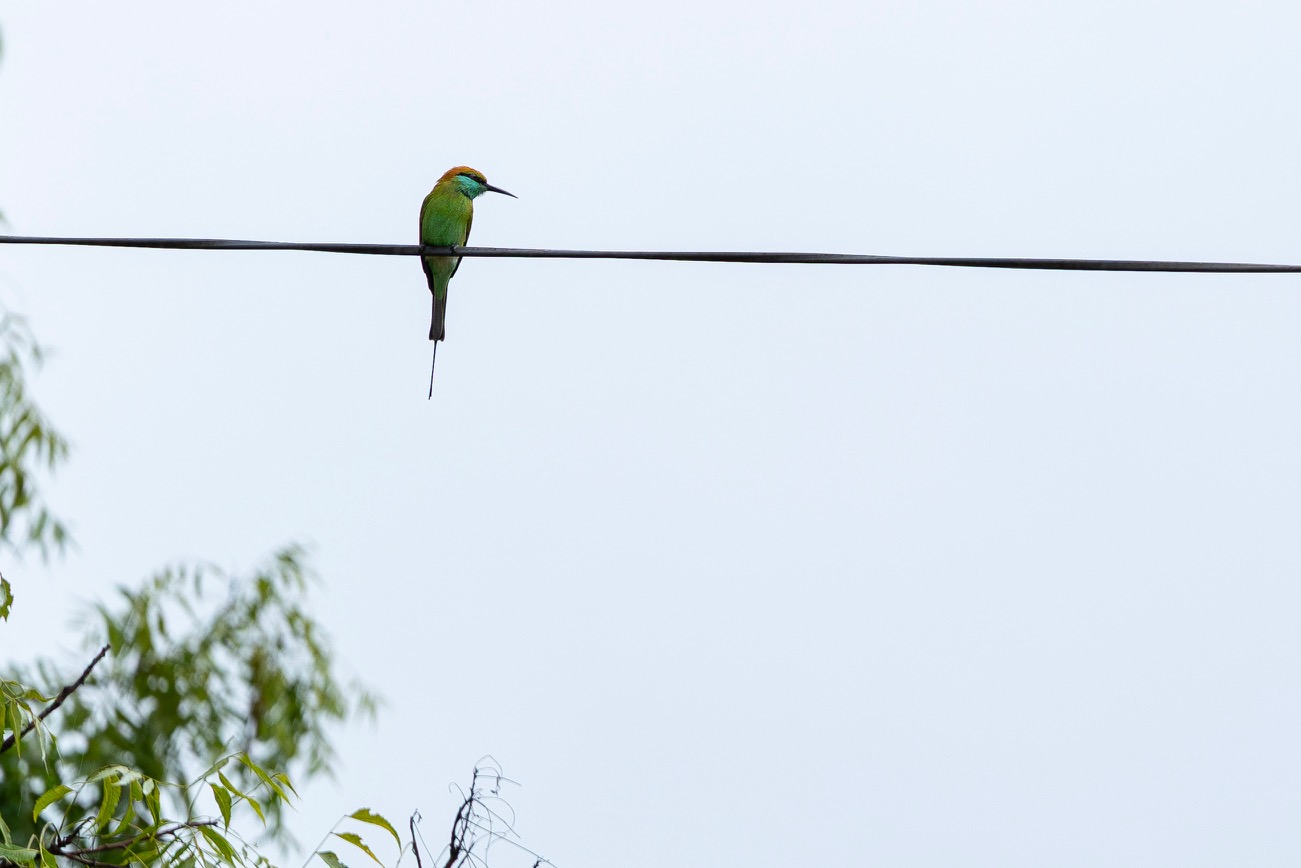 Bijeneter vogel bij Lion Rock in de terrastuinen