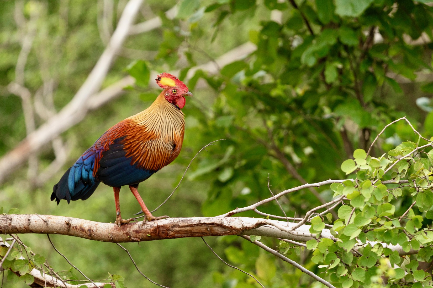 Een haan in Udawalawe
