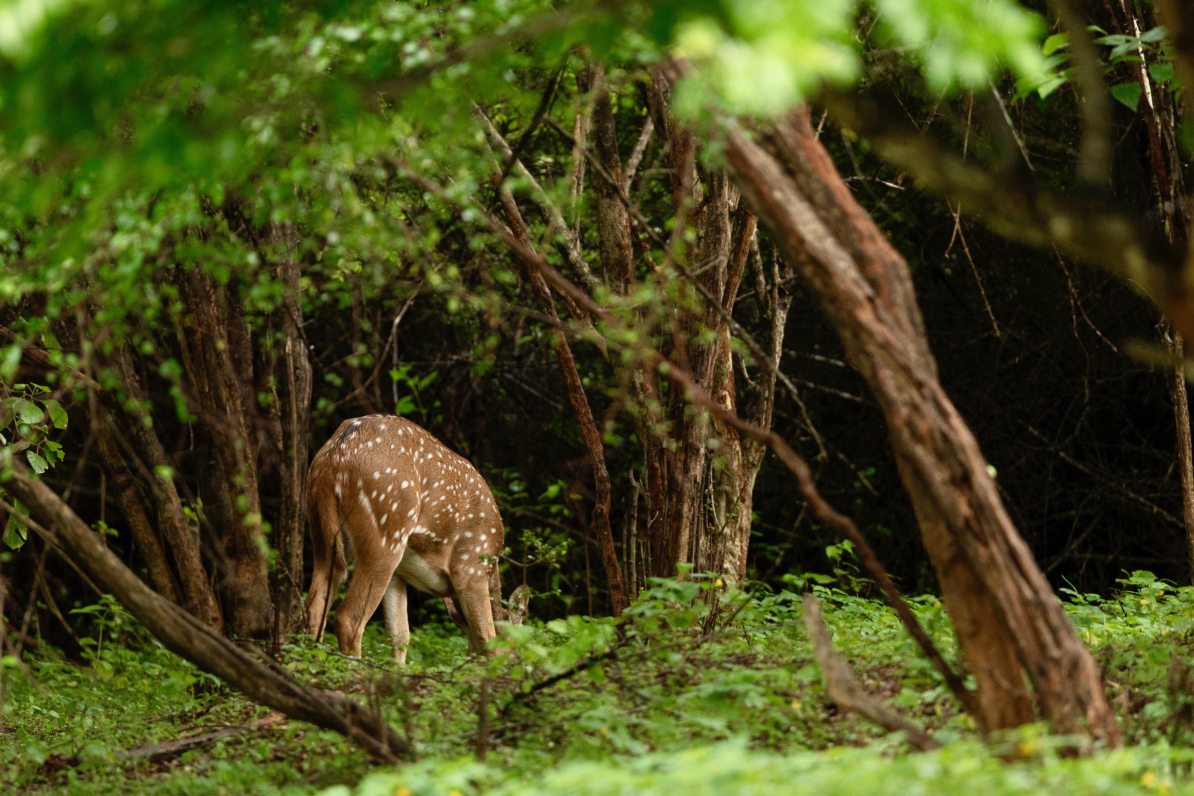 Een hert in Udawalawe Natinoal Park