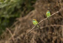Vogels fotograferen in Sri Lanka: kleurrijke soorten en mijn ervaring Twee kleine groene bijeneters op een tak in Sri Lanka