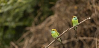 Vogels fotograferen in Sri Lanka: kleurrijke soorten en mijn ervaring Twee kleine groene bijeneters op een tak in Sri Lanka