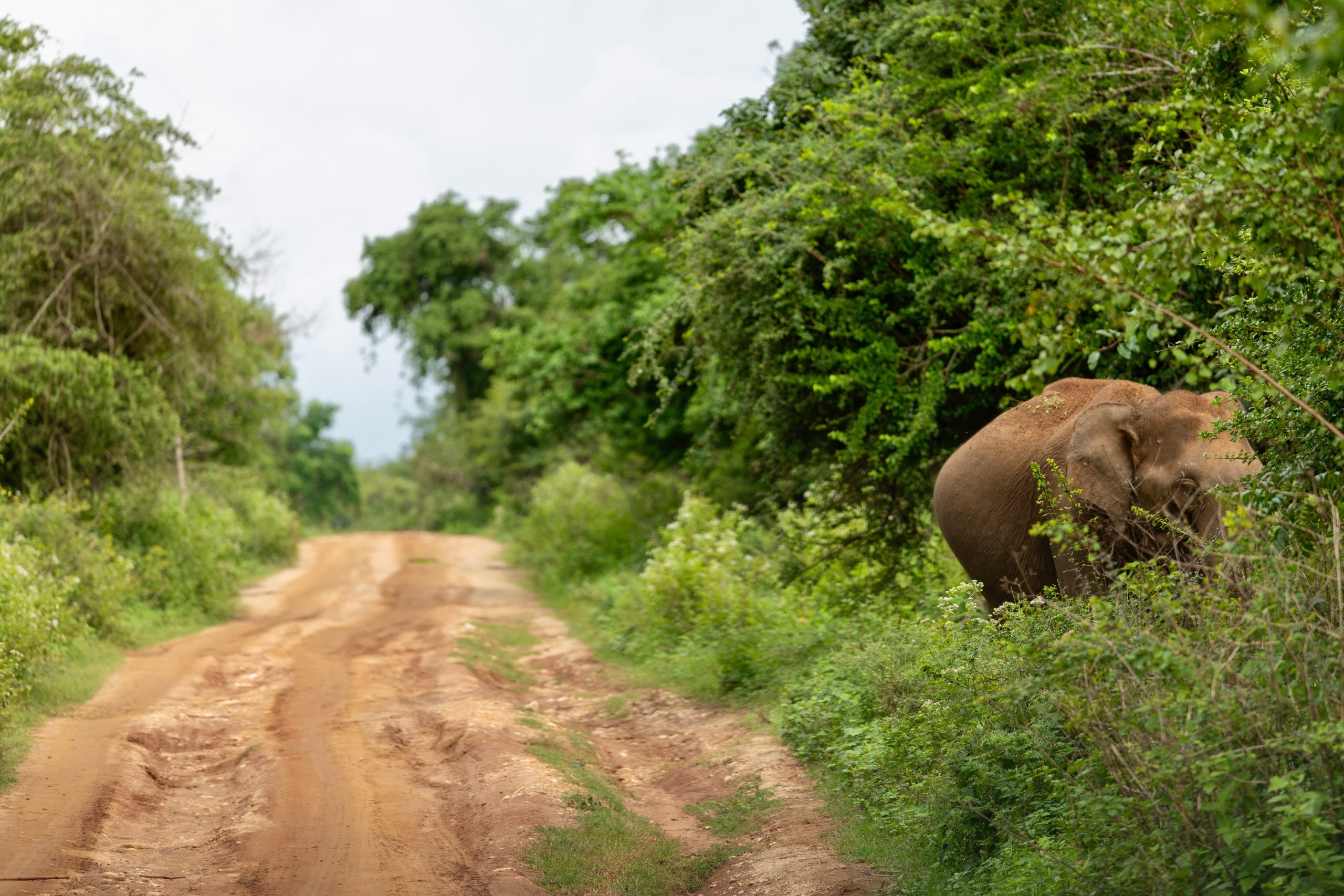 Een olifant langs de weg in udawalawe nationaal park in Sri Lanka