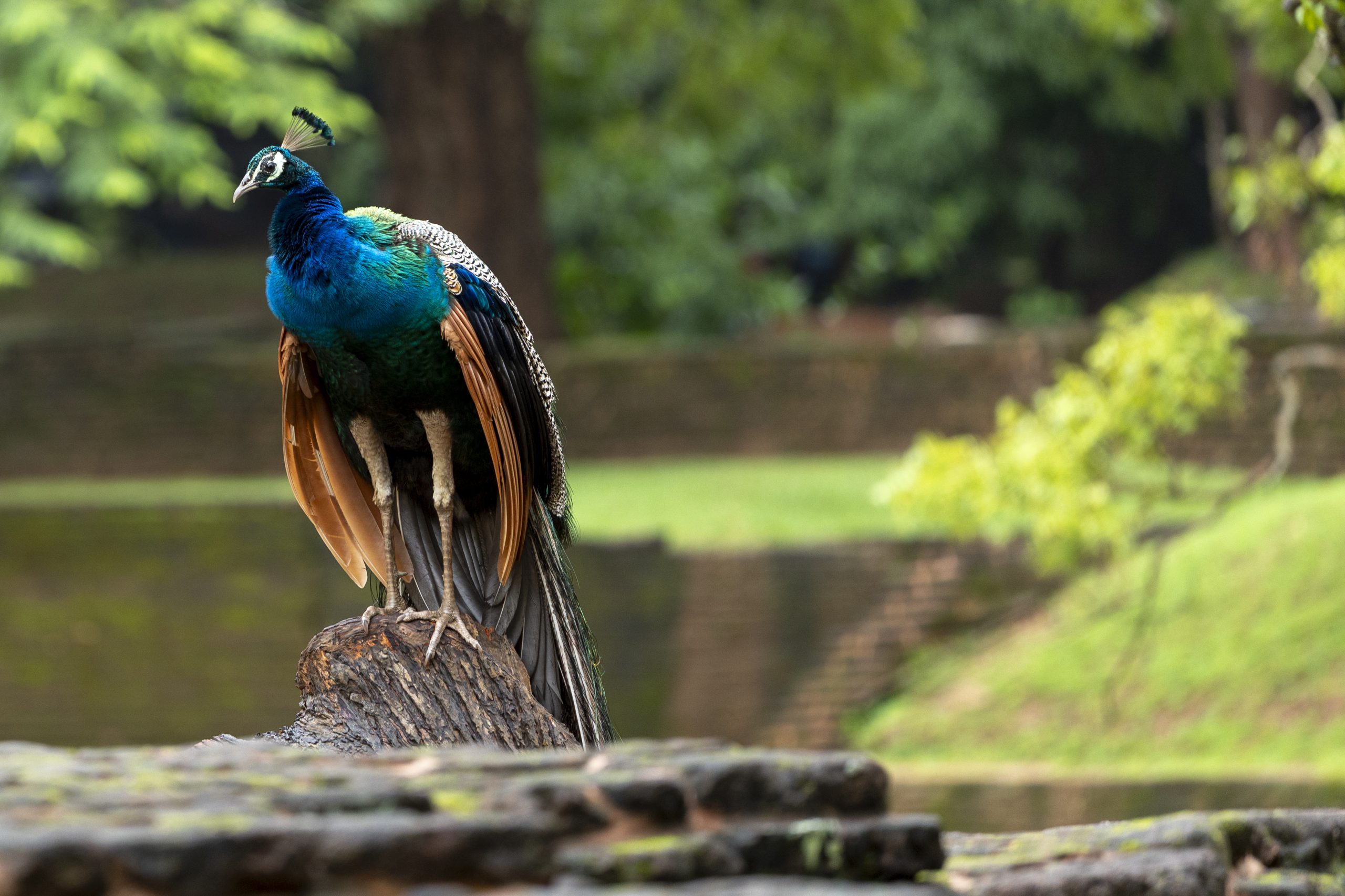 Een mooie pauw in Sri Lanka