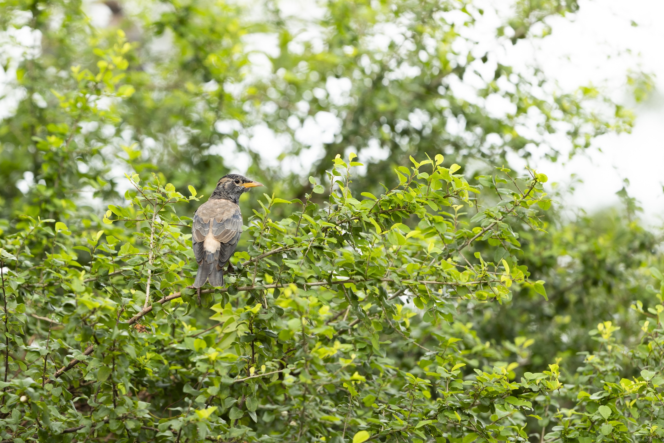 Rosy starling of roze spreeuw
