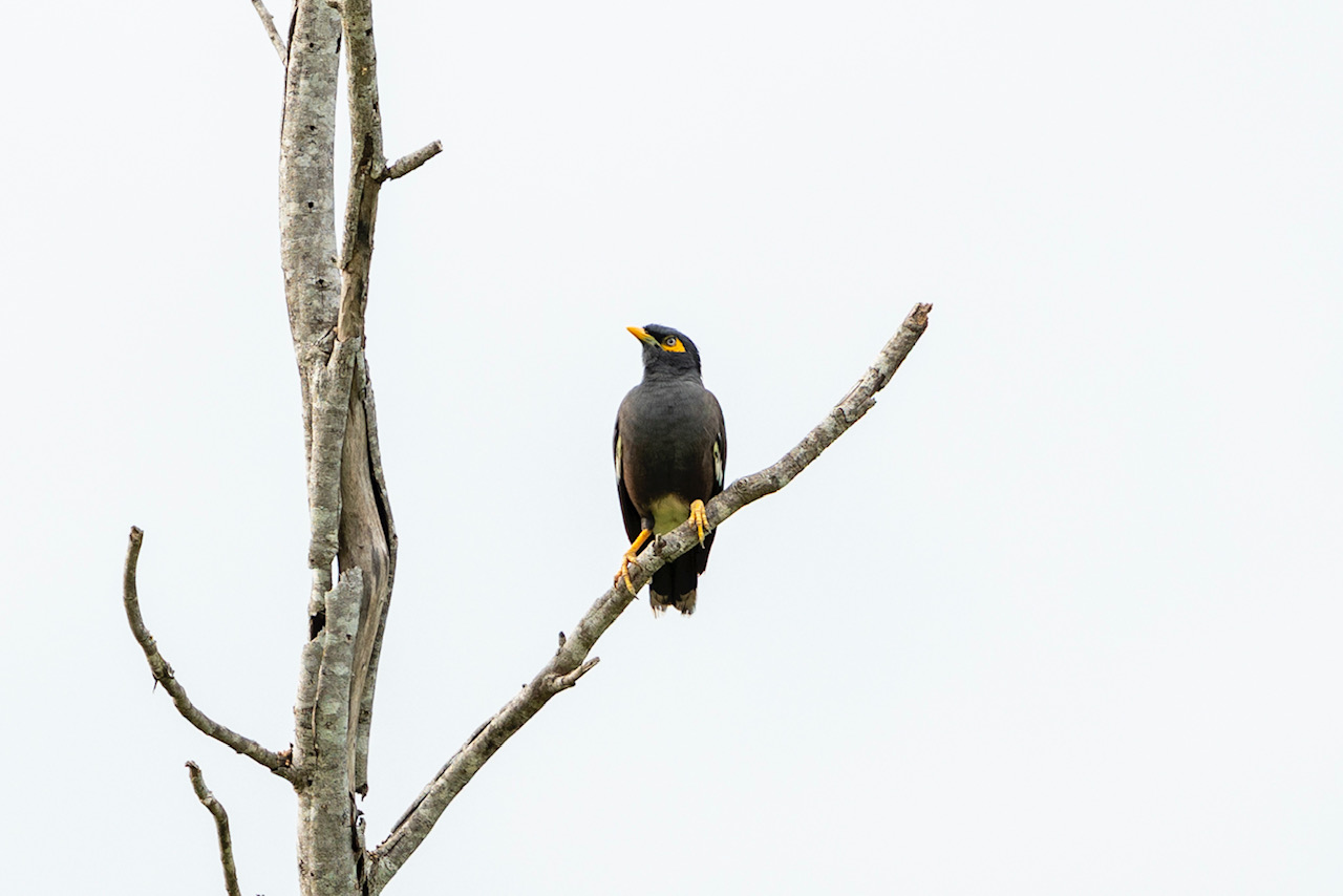 Een vogel op een tak in udawalawe Sri Lanka