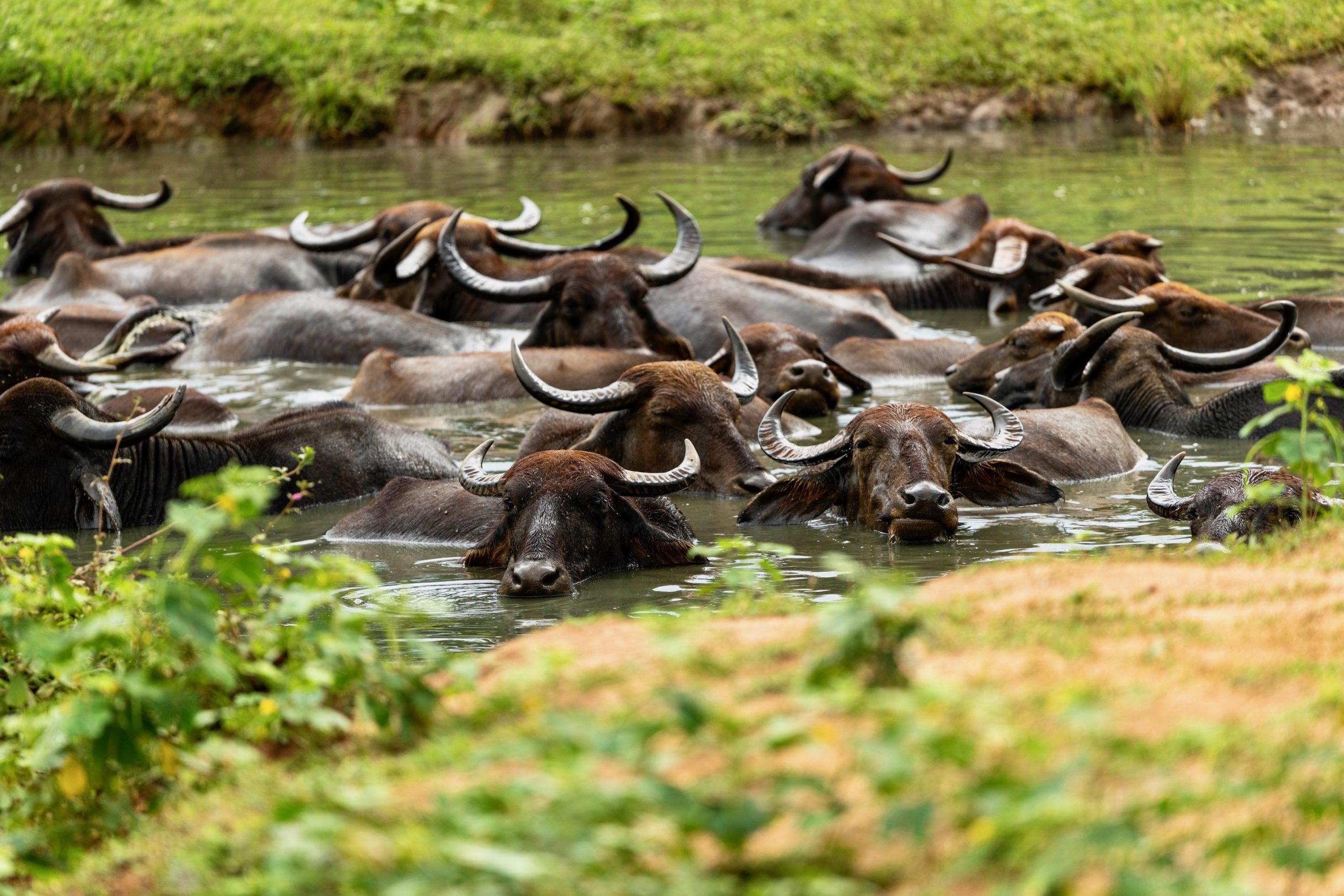 Waterbuffels in Sri Lanka in Udawalawe NP