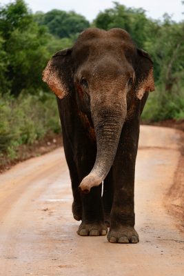 Een wilde olifant op de weg in Udawalawe Nationaal Park in Sri Lanka