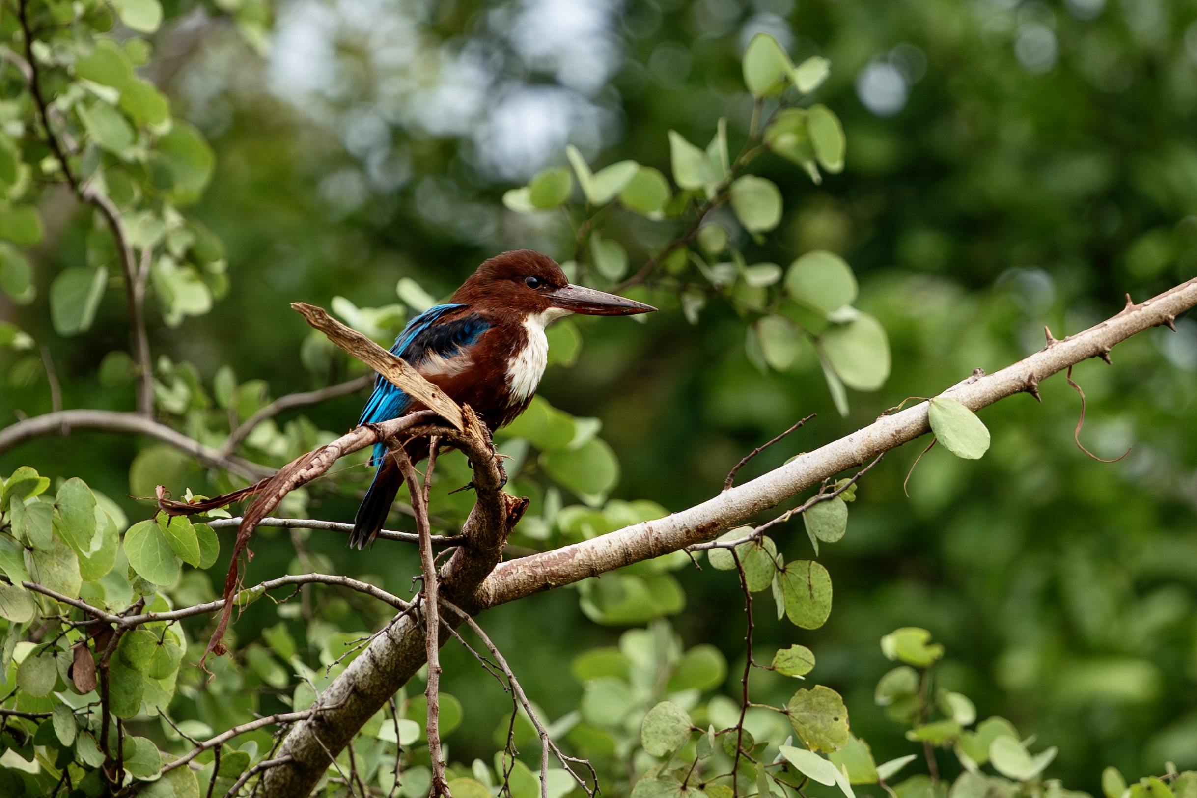 Witbuikijsvogel op een tak